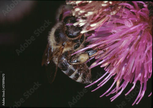 Makrofoto Biene auf Blüte der Weg-Distel, Carduus acandoides. Thüringen, Deutschland, Europa photo