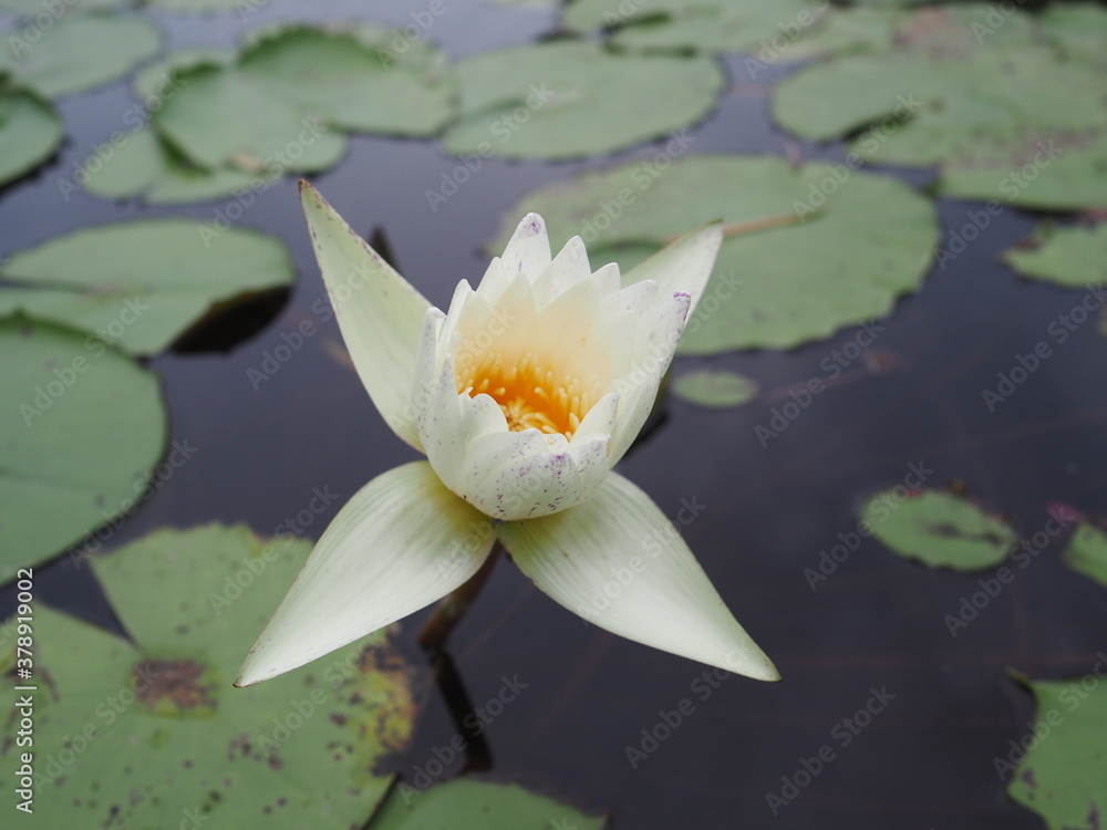 white water lilly