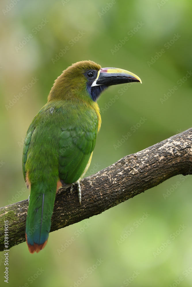Fototapeta premium Emerald toucanet perches on branch in forest