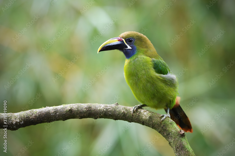 Fototapeta premium Emerald toucanet perches on branch in forest