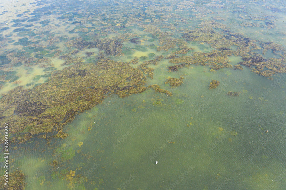 aerial view of the muddy coasts and with algae of lake trasimeno umbria italy