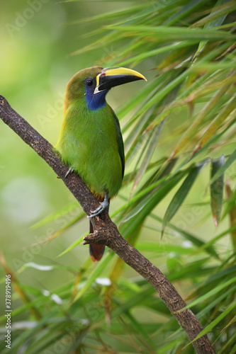 Emerald toucanet perches on branch in forest