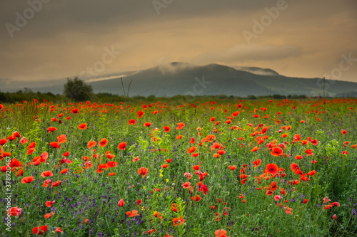 Field with poppies in Cristur, sunrise and fog, Sieu, Bistrita, Romania, 2020