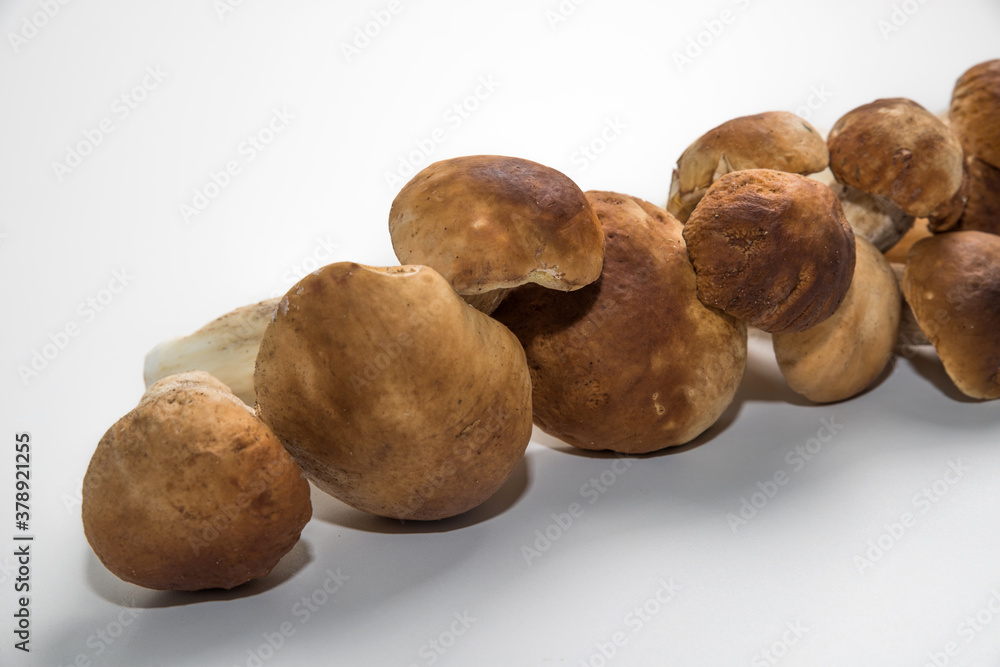 Fototapeta premium Freshly picked porcini mushrooms. Boletus with a brown hat.