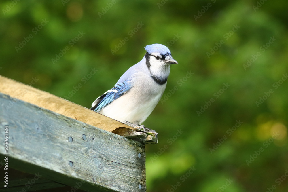 Obraz premium Blue Jay bird, nature, wildlife, blue, animal, branch, beak, jay, wild, tree, feather, perched, blue tit, white, beautiful, green, bluetit, garden, blue jay, songbird, sitting, chickadee, wing, perch,