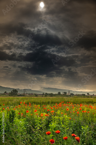 Field with poppies in Cristur, sunrise
  and fog, Sieu, Bistrita, Romania, 2020 photo