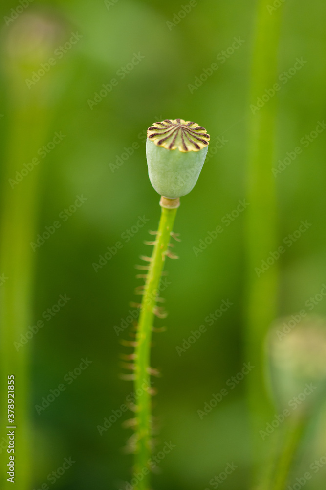  poppies in Cristur,  Bistrita, Romania, 2020