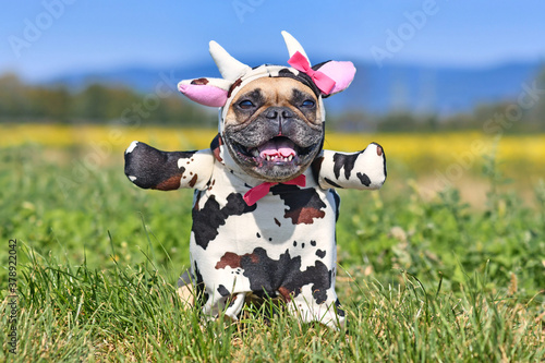 Happy French Bulldog dog wearing a funny full body Halloween cow costume with fake arms, horns, ears and ribbon