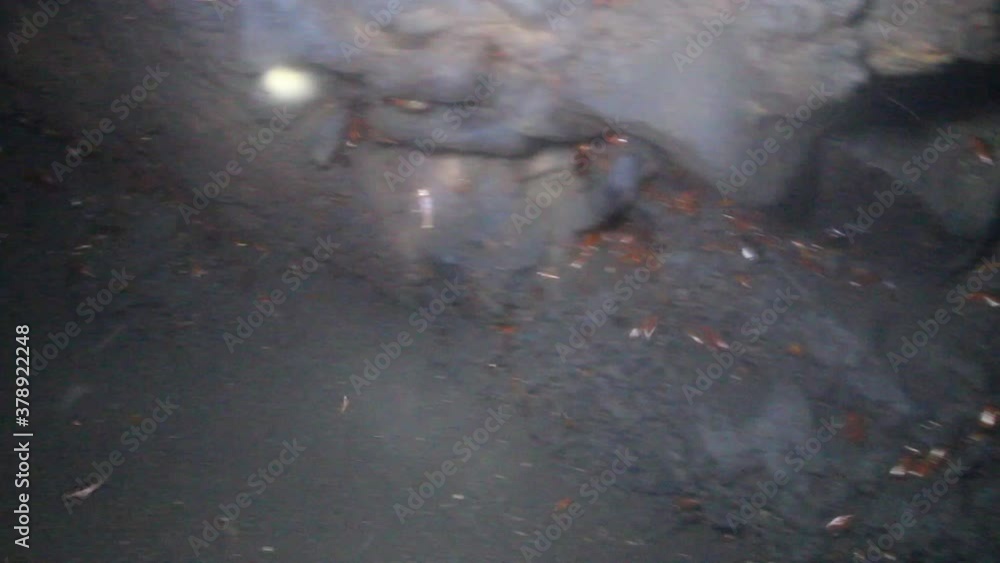 Vídeo do Stock: Giant cockroaches (Periplaneta - accidental introduced