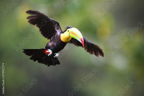 Keel-billed Toucan is flying in forest