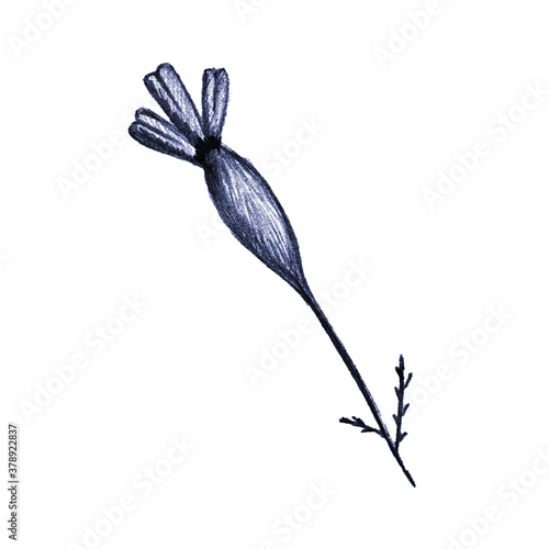 Blue Hand-Drawn Isolated Flower. Monochrome Botanical Plant Illustration in Sketch Style. Thin-leaved Marigolds for Print, Tattoo, Design, Holiday, Wedding and Birthday Card.