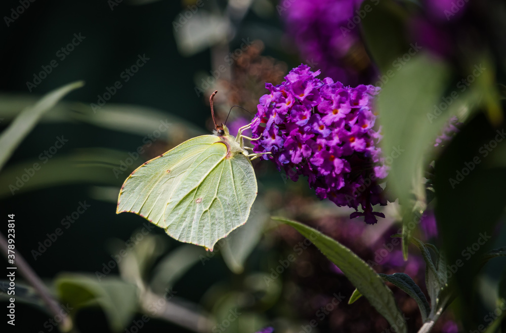 Schmetterling Zitronenfalter