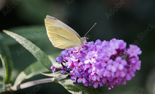 yellow butterfly on purple flower © AMK