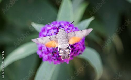 Schmetterling Taubenschwänzchen Rücken photo