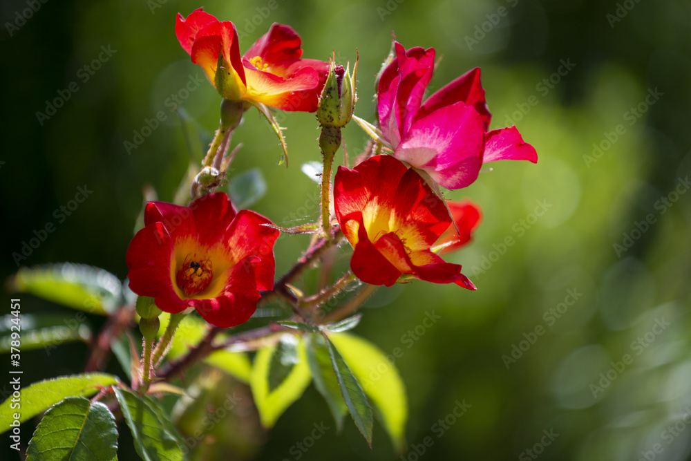 Rosiers en été dans un jardin Rosiers en été dans un jardin