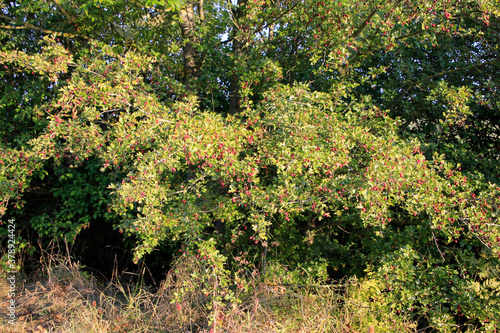 Meehlbeerenstrauch mit Früchten. Mehlbeere, Sorbus aria L., Mehlbeerenstrauch, Thüringen, Deutschland, Europa