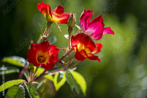 Rosiers en été dans un jardin