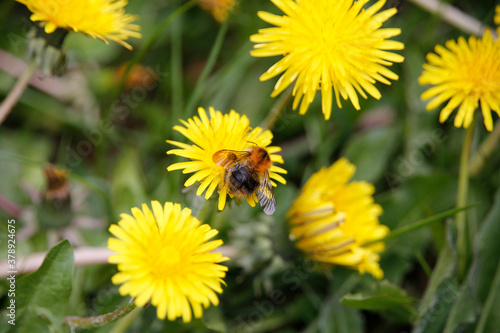 Hummeln auf den Blueten des Loewenzahn.  Geisa  Thueringen  Deutschland  Europa  -  Bumblebees on dandelion blossoms. Geisa  Thuringia  Germany  Europe