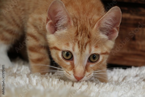 little red-haired kitten walks on a white sniffing carpet