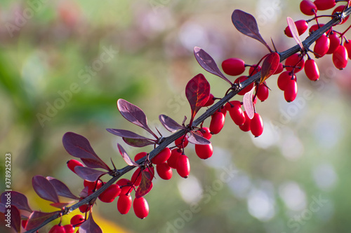 Beautiful branch  of barberry with bright red berries and violet leaves closeup photo