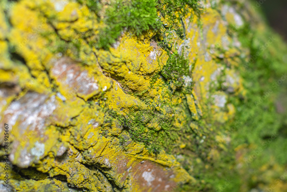 Birch bark background in soft focus at high magnification. A tree with a white trunk with black stripes. A useful product in medicine for the preparation of healing and antipyretic agents.