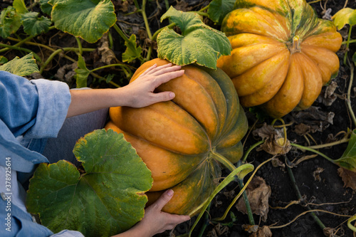 Farmer with pumpkin on a pumpkins field.