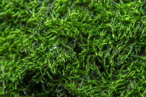 Green background with tree climacium moss in soft focus at high magnification. The beauty of nature and the environment. Insignificant details invisible to the naked eye.