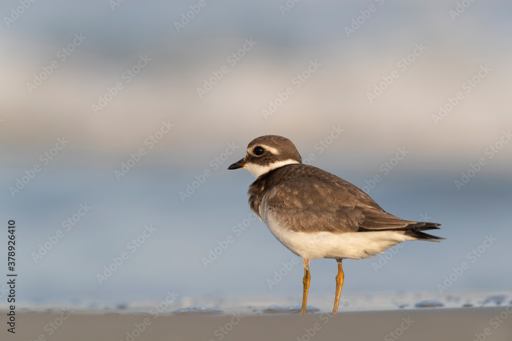 Waders or shorebirds, ringed plover on the beach Waders or shorebirds, ringed plover on the beach