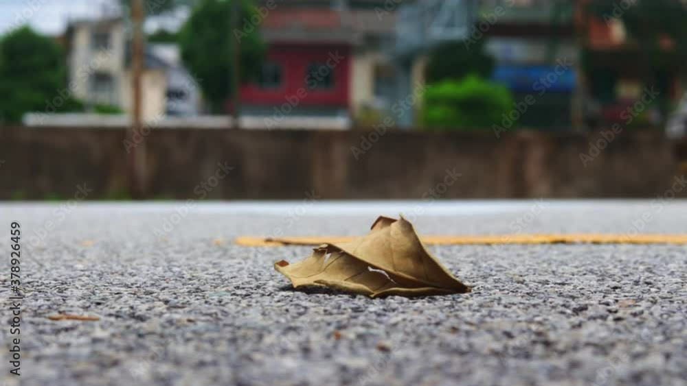 The life of a dead leaf lying on the streets The life of a dead leaf lying on the streets