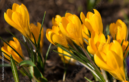 First spring flowers. Yellow Crocuses, close-up 