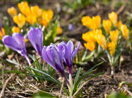 First spring flowers. Violet and yellow Crocuses blooming in sunny day