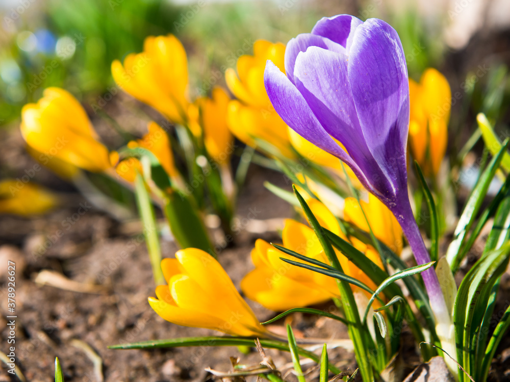 First spring flowers. Violet and yellow Crocuses blooming in sunny day First spring flowers. Violet and yellow Crocuses blooming in sunny day
