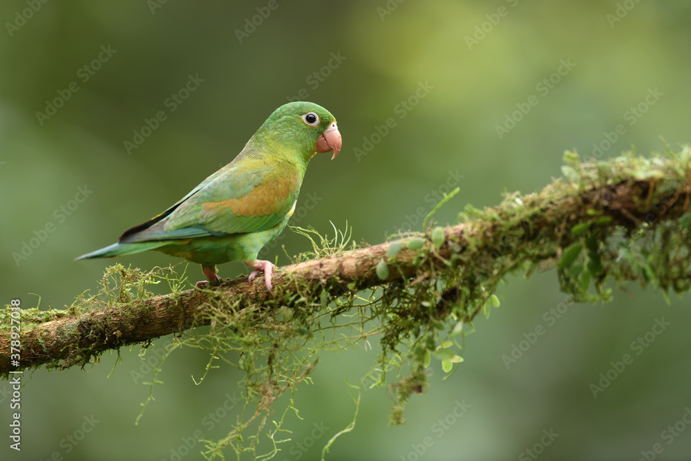 Orange-chinned parakeet perched on moss branch Orange-chinned parakeet perched on moss branch