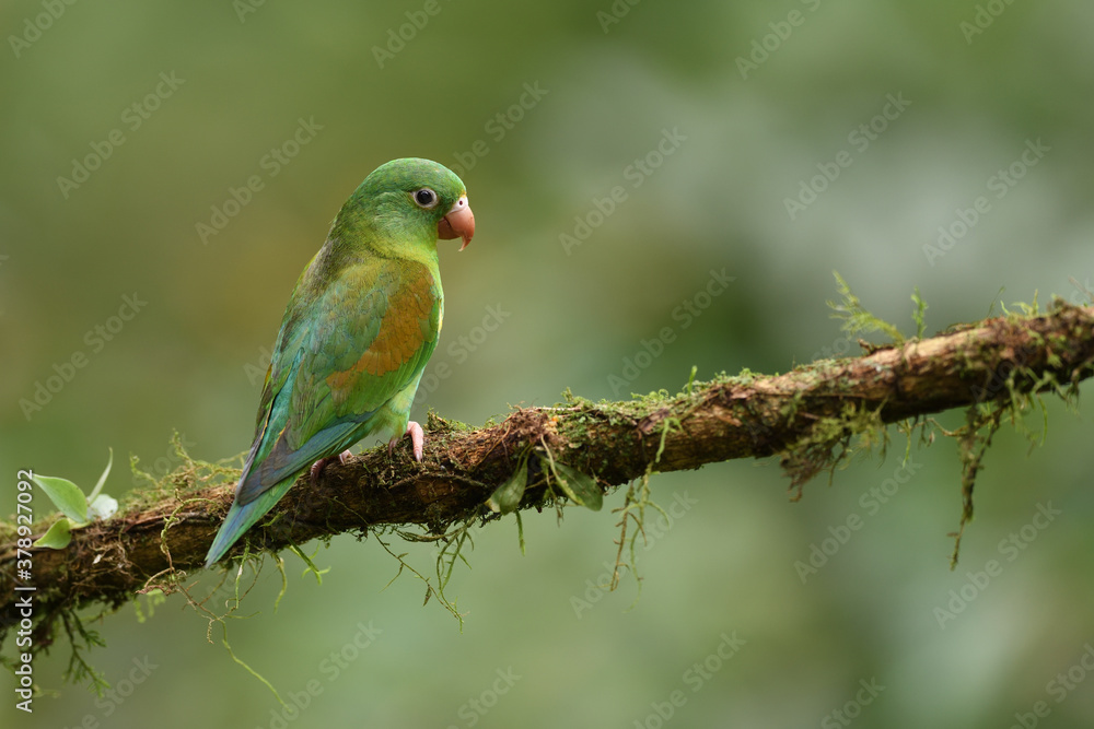 Orange-chinned parakeet perched on moss branch