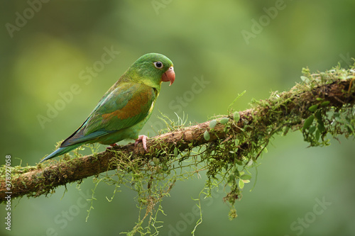 Orange-chinned parakeet perched on moss branch © PetrDolejsek