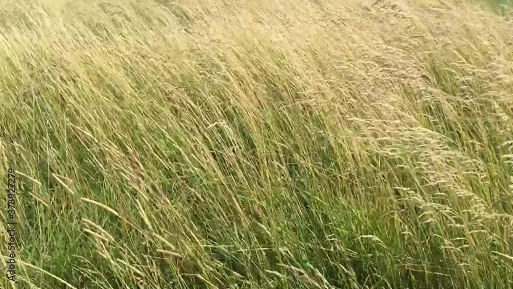 grass meadow blowing in wind breeze, bent long stalks of wild grass moving both calmly and wildly during the wind in daylight. grass meadow blowing in wind breeze, bent long stalks of wild grass moving both calmly and wildly during the wind in daylight.