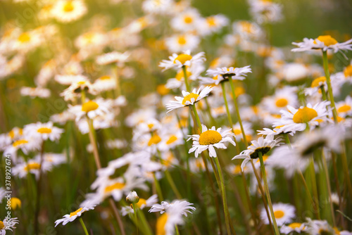 Wild daisy flowers in sunlight in summer