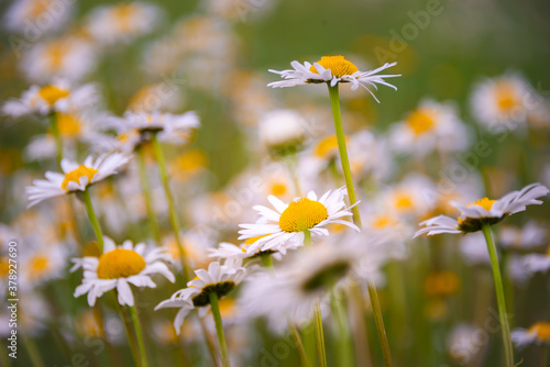 Wild daisy flowers in sunlight in summer