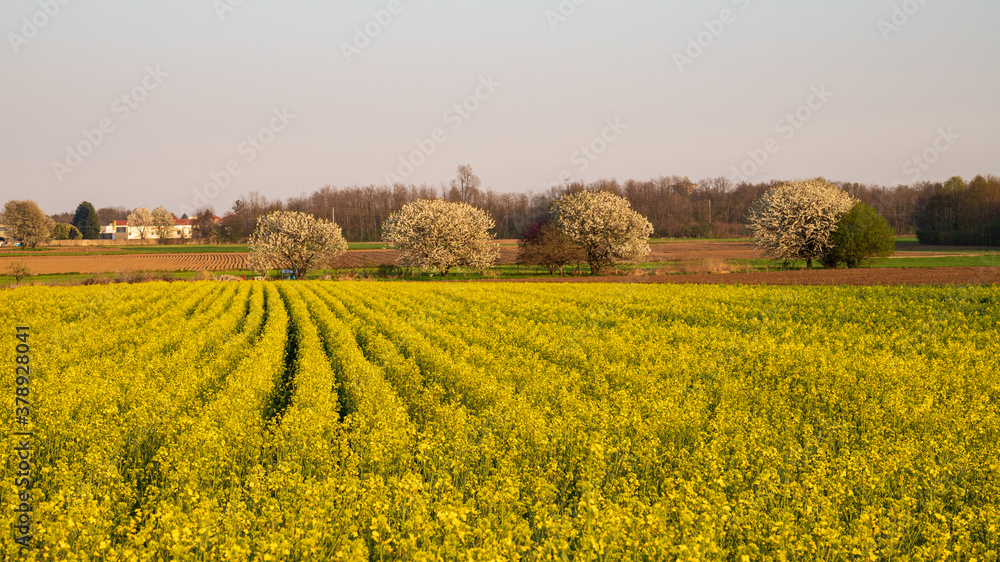 campo di colza fiorito