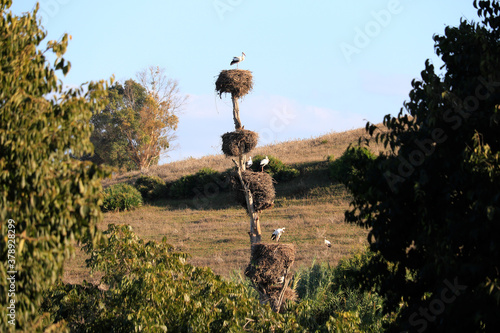 Storks in ruins of chellah, rabat, morocco photo