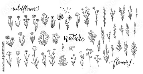Wildflower line art set. Flower doodle botanical collection. Herbal and meadow plants, grass. Vector illustration isolated. photo