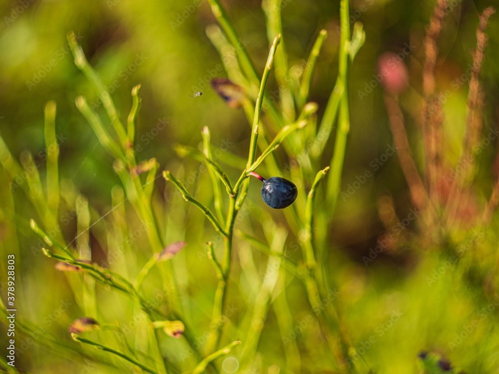 Blueberry Blueberry