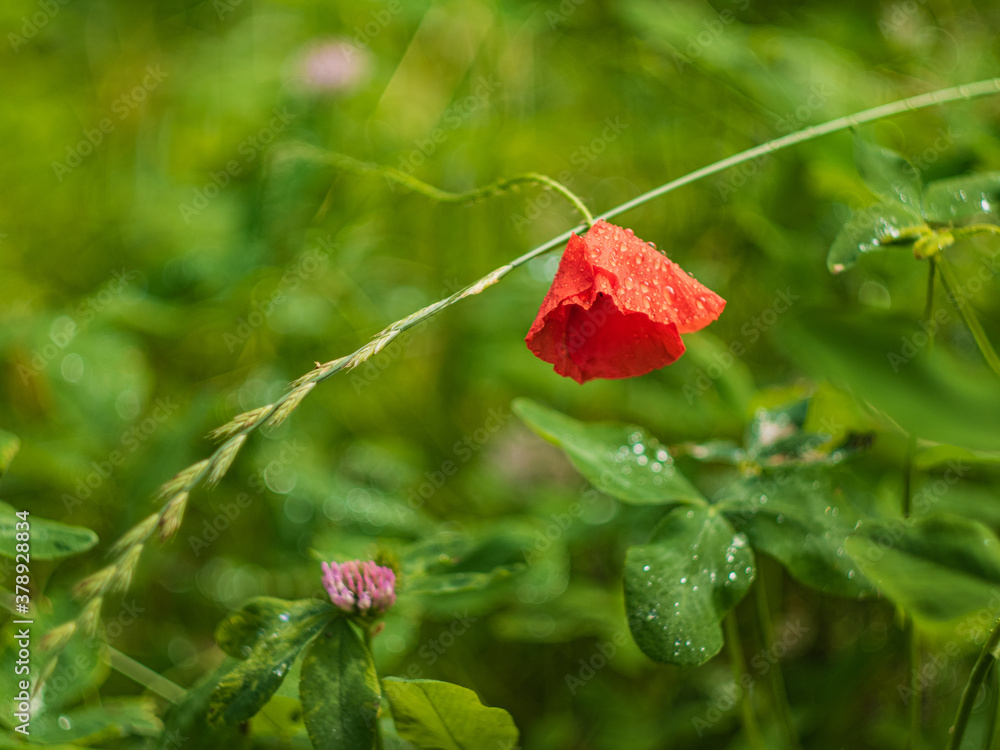 Red flower Red flower