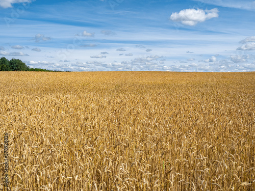 Ripe ears of wheat on a wheat field against a blue sky on a summer day.