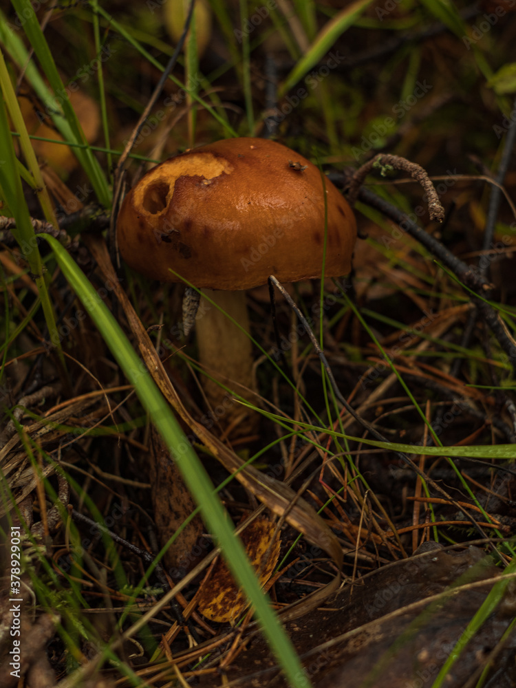 Mushroom Mushroom