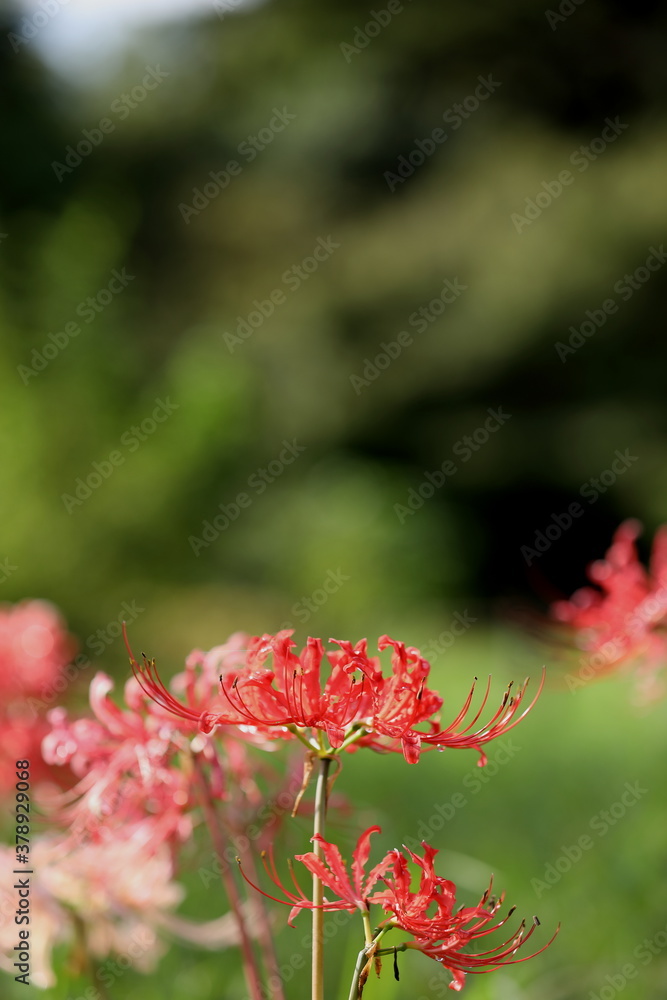彼岸花 彼岸花