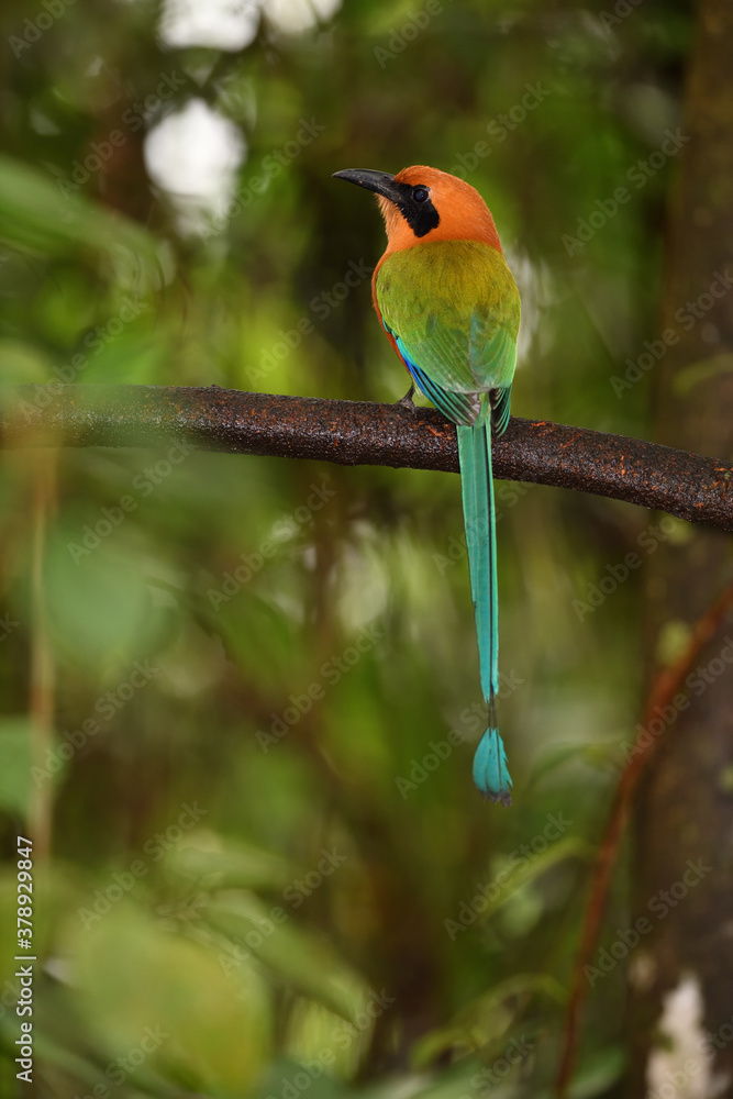 Obraz premium Rufous motmot perched on branch