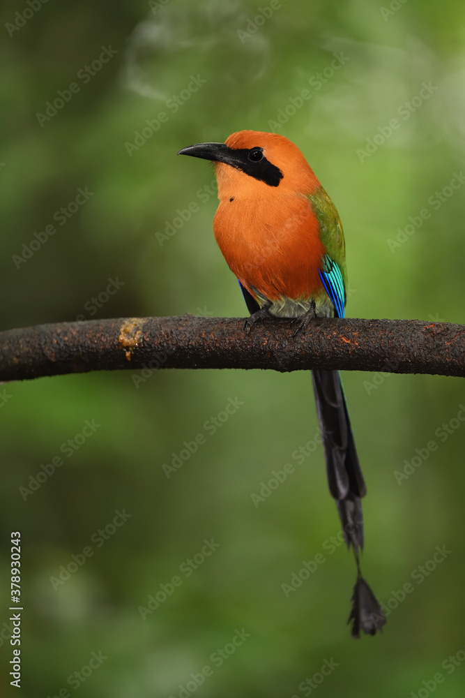 Obraz premium Rufous motmot perched on branch