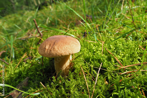 White mushroom grows in the forest among green moss