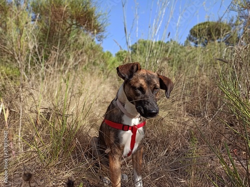 Fototapeta Naklejka Na Ścianę i Meble -  dog in the bush